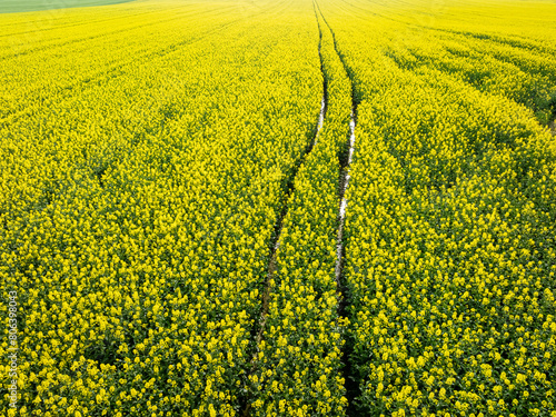 Tractor tracks in yellow rape flowers and in spring.