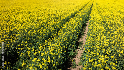 Yellow rape flowers with tractor tracks in countryside