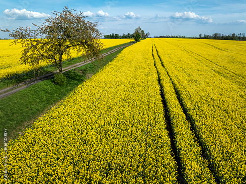 Yellow rape flowers and country road with trees in countryside