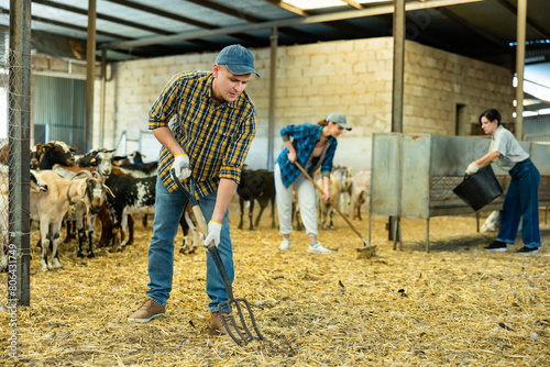 Experienced farmer, engaged in breeding goats, cleaning goat shed to keeps hay bedding clean and dry..