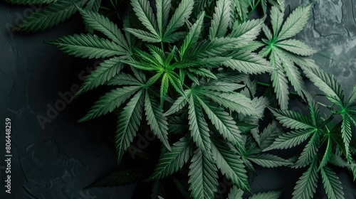 Dark backdrop showcases green cannabis leaves. Medical marijuana plant. Ai Generated