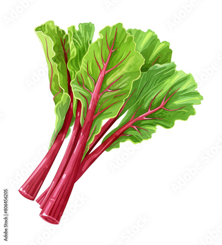 rhubarb watercolor digital painting good quality