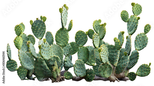 group of green opuntia cactus tree, isolated on white background, PNG, cutout, or clipping path. interior or garden design elements