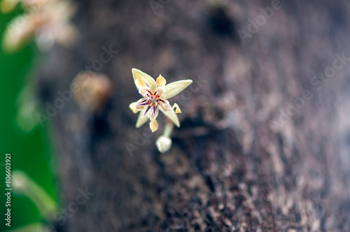 Macro of the flower of a Theobroma cacao