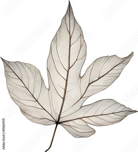 Botanical minimalist leaf, Leaf Clipart. 