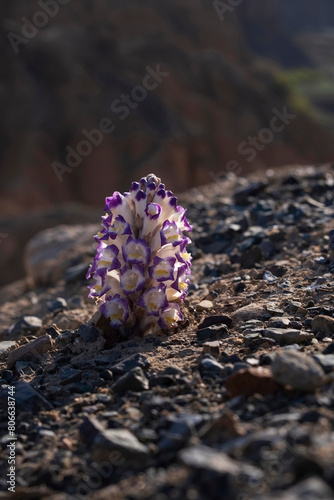 Desert plant Broomrape on dry soil in the steppe of Kazakhstan