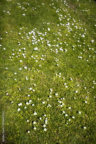 Dziki trawnik z kwitnącymi stokrotkami.