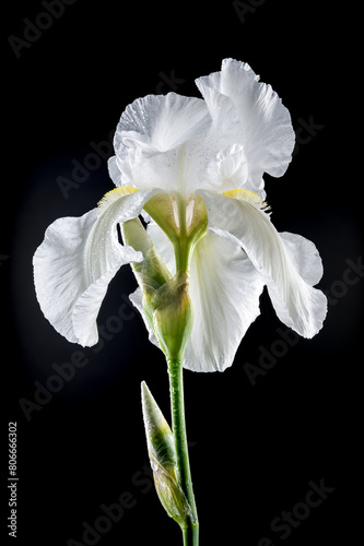 Blooming white iris Immortality on a black background
