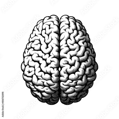 Monochrome vector engraving hemisphere of brain