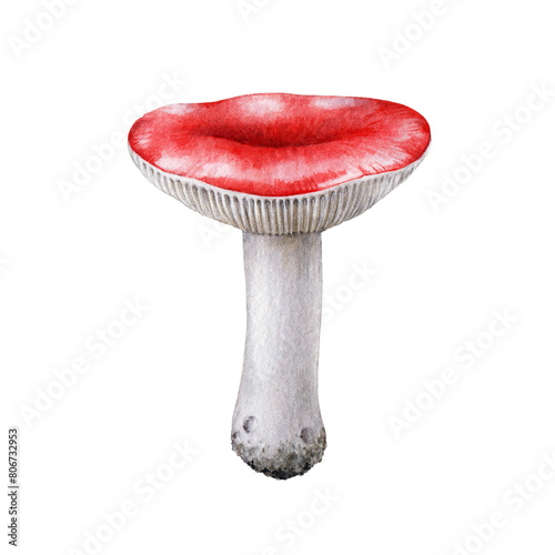The russula mushroom watercolor illustration. Hand drawn Russula emetica fungus single element. Sickener forest natural mushroom isolated on white background