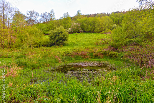 Feuchtwiese im Orbtal bei Bad Orb, Hessen 