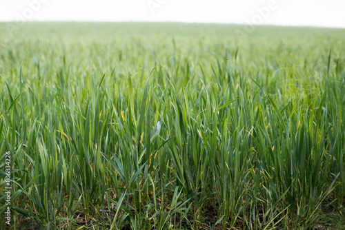 Gospodarstwo rolne, rosnąca pszenica na polu.