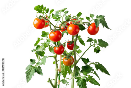 Tomato Plant Bearing Ripe Fruits On Transparent Background.