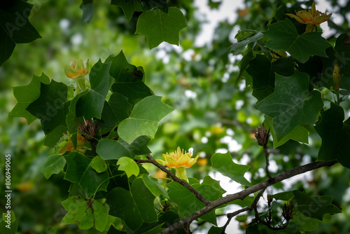 Tulip tree flower in full bloom among green foliage