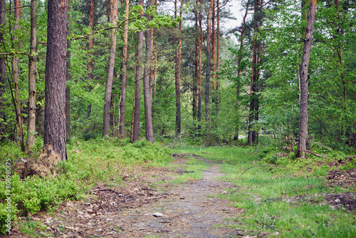 ścieżka,las 