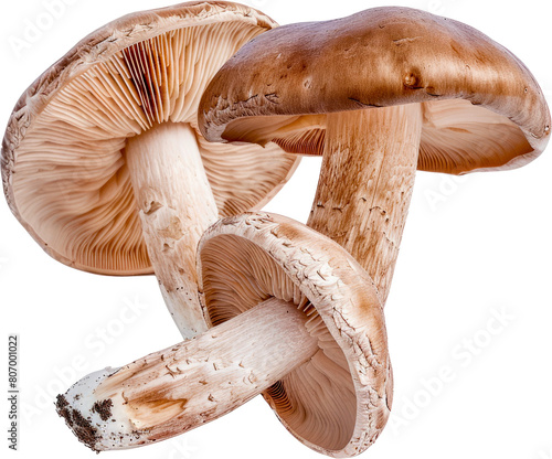 Close-up of wild mushrooms with delicate gills cut out on transparent background