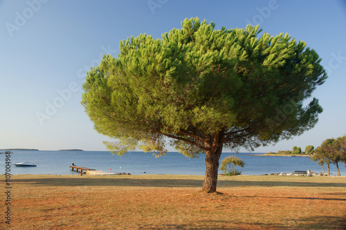 Pine trees on the Adriatic coast near Rovinj.