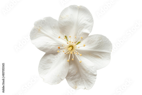 Top view of a single jasmine flower isolated on transparent background