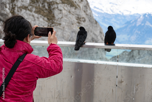 Touristin fotografiert Bergdohlen auf dem Pilatus, bei Luzern, Schweiz