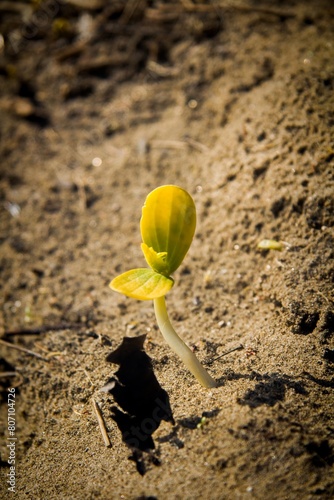 Green plant with two cotyledons growing from a sandy ground without any other vegetation