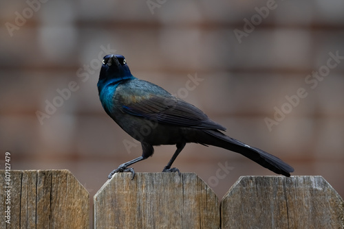 Grackle Bird