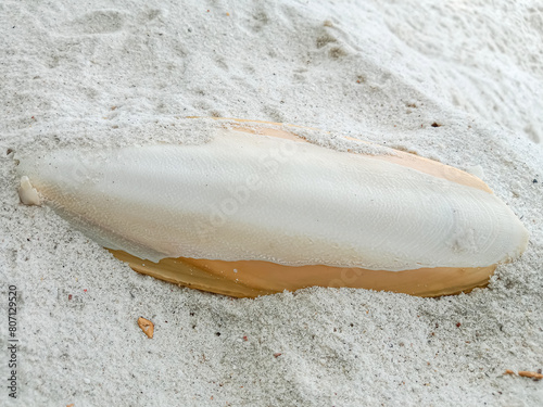 Cuttlefish bone on the beach. Natural cuttlefish bone aka cuttlebone, the internal shell or bone of dead cuttlefish.