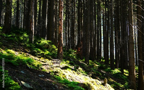 Spokojny las z przebijającymi się promieniami słońca. Zacieniony las z rosnącym mchem na pierwszym planie. Przepiękna wiosenna pogoda i promienie podające na trawę, Czechy, Jeseniky.