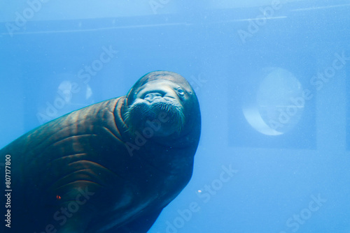 Walrus underwater. Behind glass in the zoo.