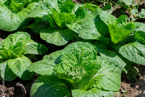 Green chinese cabbage growing on garden bed summertime. Harvesting, cultivation organic vegetables,superfood