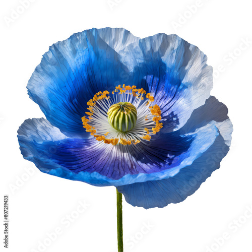 Realistic himalayan blue poppy