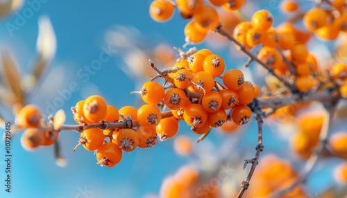Healthy and juicy sea buckthorn berries on a branch harvested seasonally from a fruit farm garden are rich in sea buckthorn oil known for its medicinal uses du