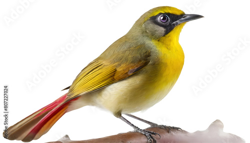 Illustration of ruby throated yellow bulbul
