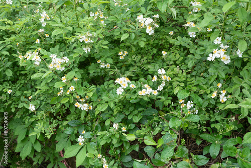 Wild blackberry bushes in bloom with delicate white flowers.