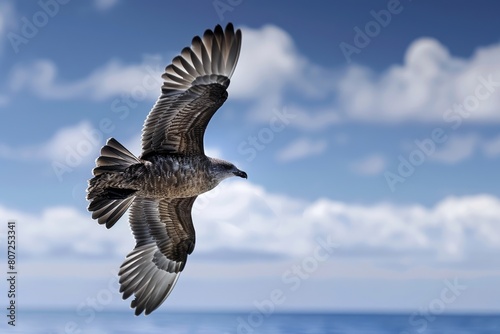 Antarctic Skua in Flight over the Southern Ocean near the Antarctic Peninsula with Stunning Blue