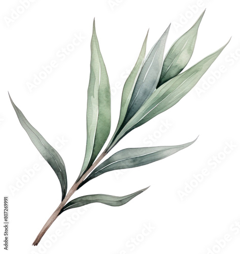 PNG Plant herbs leaf cannabis.