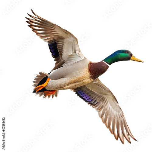 Male mallard isolated on white or transparent background