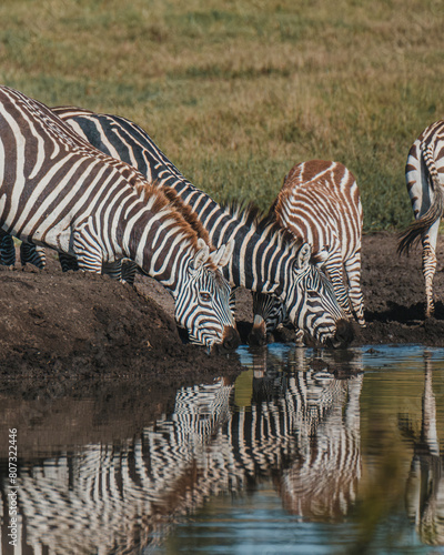 Zebras reflected at waterhole in Kenyan savannah
