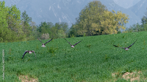Greylag geese in flight over a newly sown field. Large Goose with White Belly.