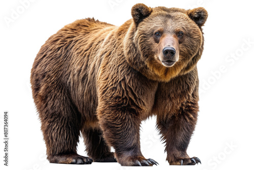 Ferocious brown grizzly bear on a transparent background (PNG) 