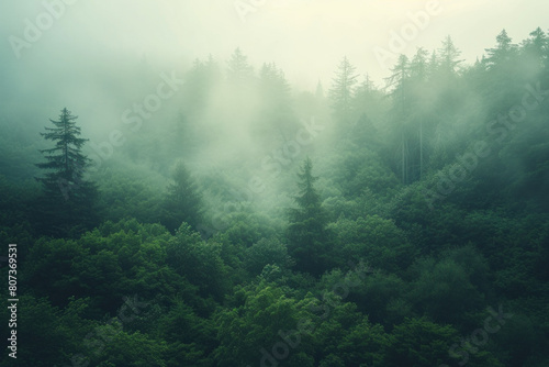 Misty Forest at Dawn with Sunlight Filtering Through Dense Fog, Creating an Ethereal Woodland Scene