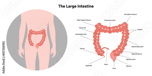 The large intestine diagram anatomy