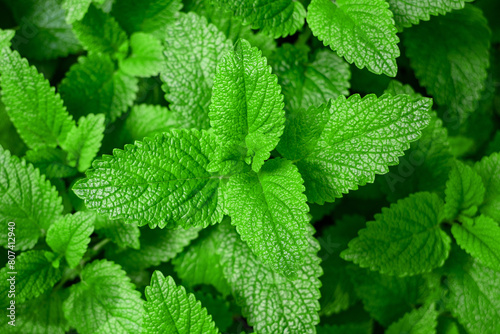 Lemon balm background