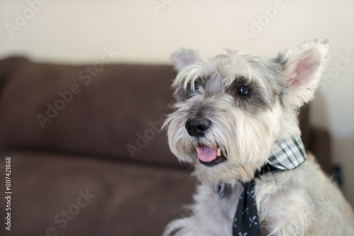 Perro schnauzer con corbata feliz