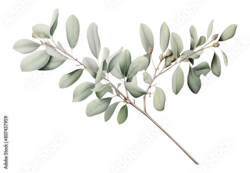 PNG Eucalyptus plant herbs leaf.