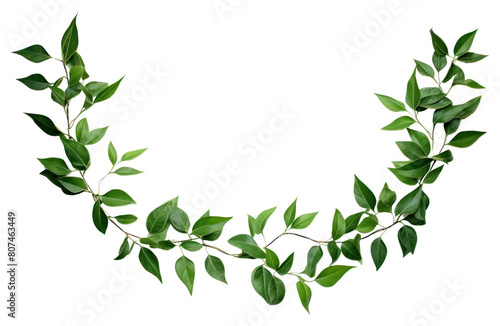 PNG Plant leaf herbal green