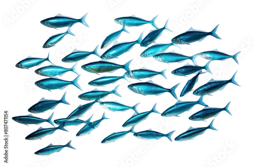 PNG Fish sardine animal blue.