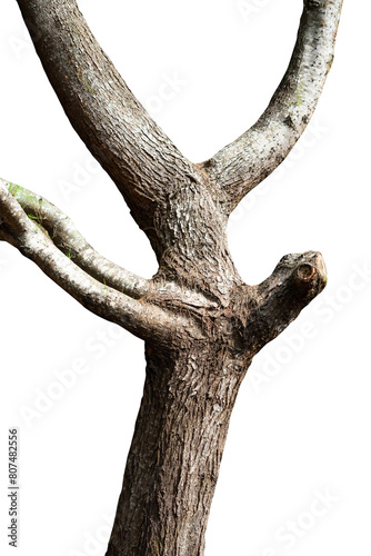 tree trunk isolated
