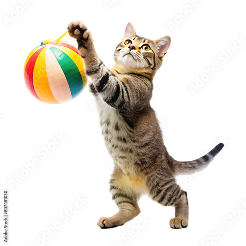British kitten on a blue background plays with a soccer ball waiting for the world cup the concept
