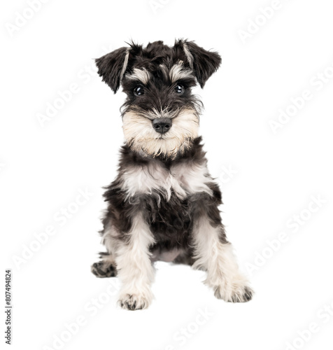 Portrait of miniature schnauzer puppy sitting isolated