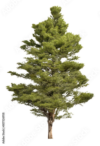 PNG Plant tree pine fir.